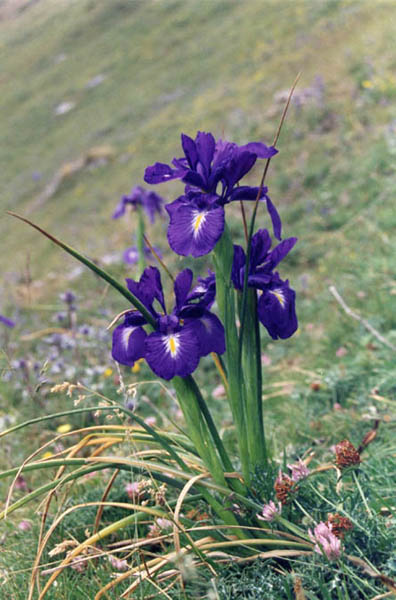 Iris jacquinii